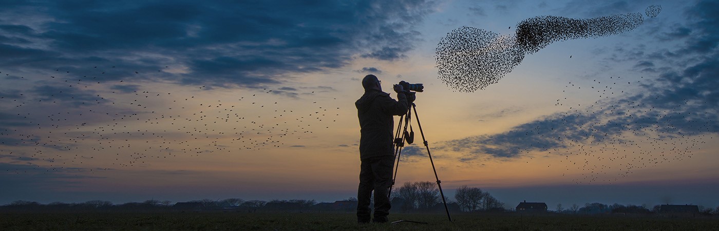 Photographer taking picture of birds in flight