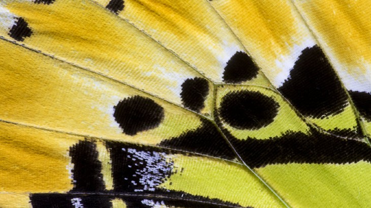 Close-up of butterfly wing