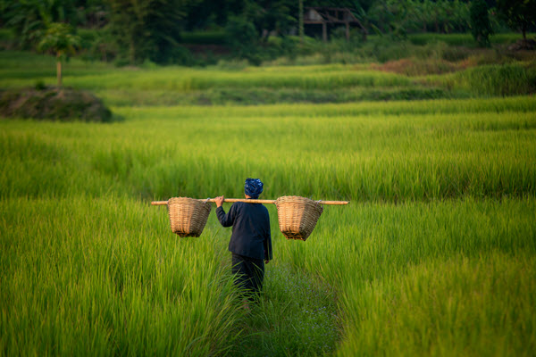Woman farmer working in a rice field in Myanmar