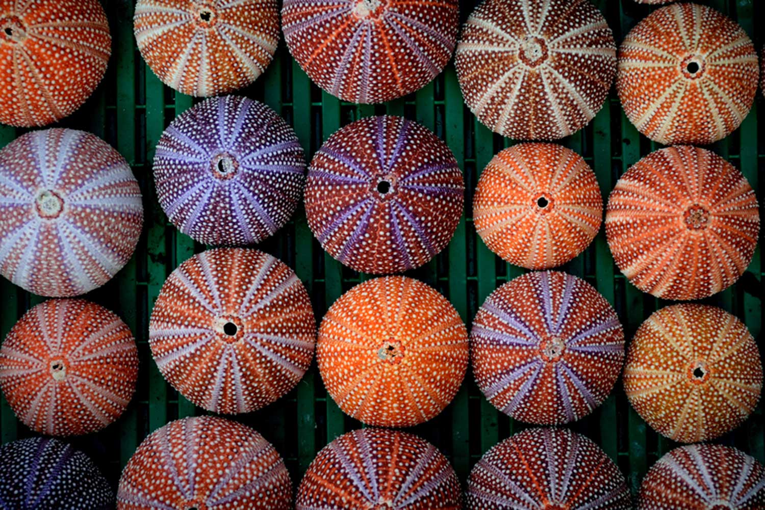 ANI_Multicolored-sea-urchin-shell_1429438134.jpg